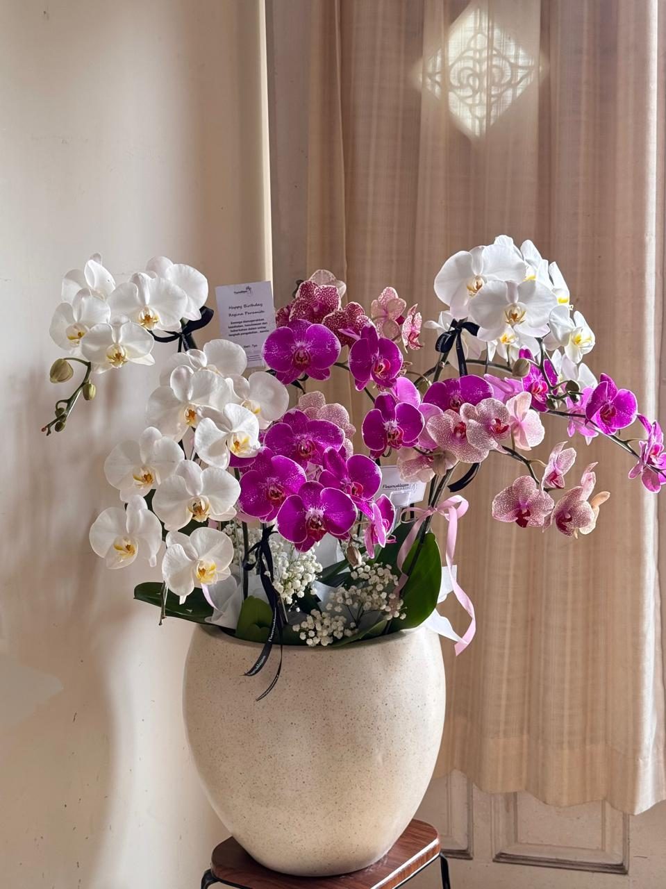 Orchid plant 10 stems