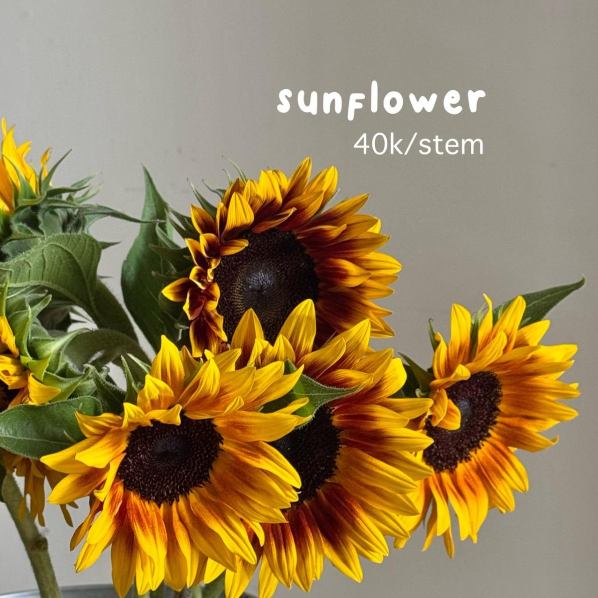 Cut Flowers view 9
