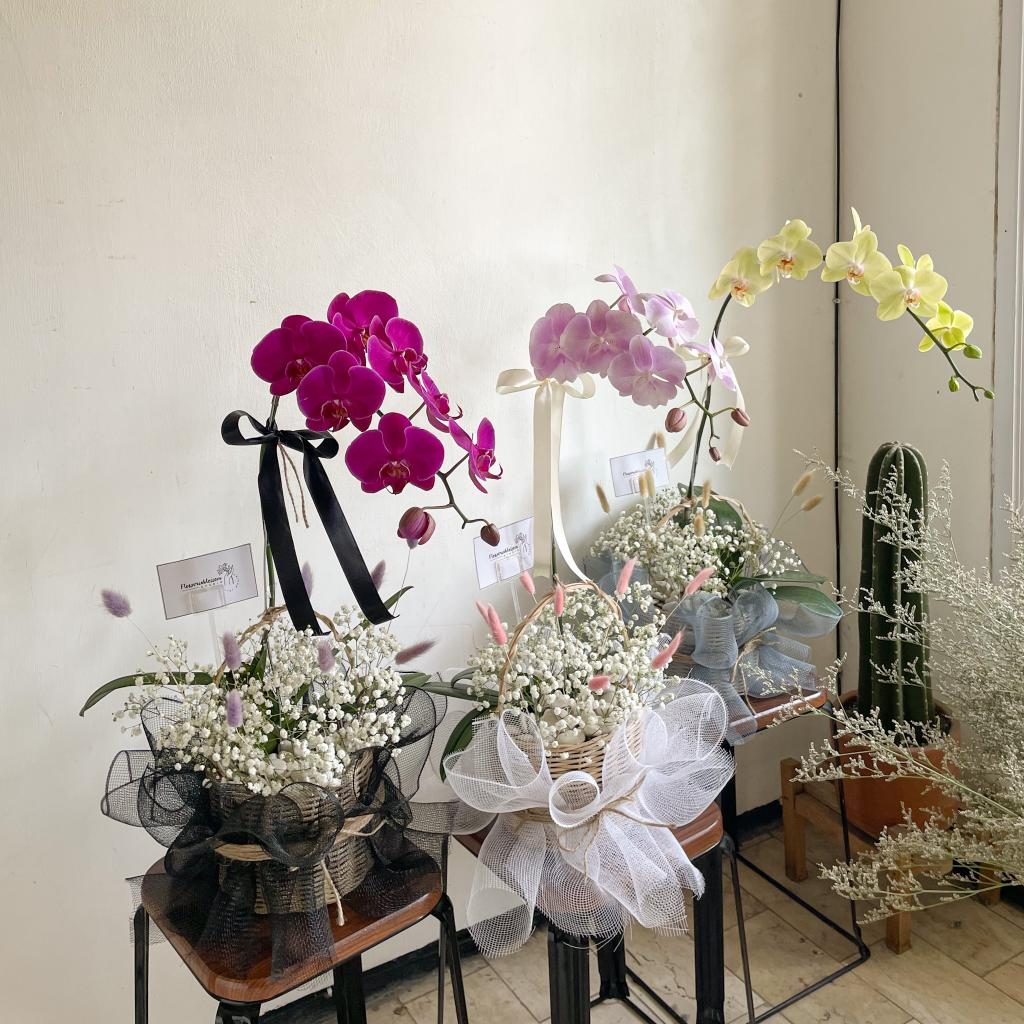 Orchid plant 1 stem (with Baby's Breath) view 2