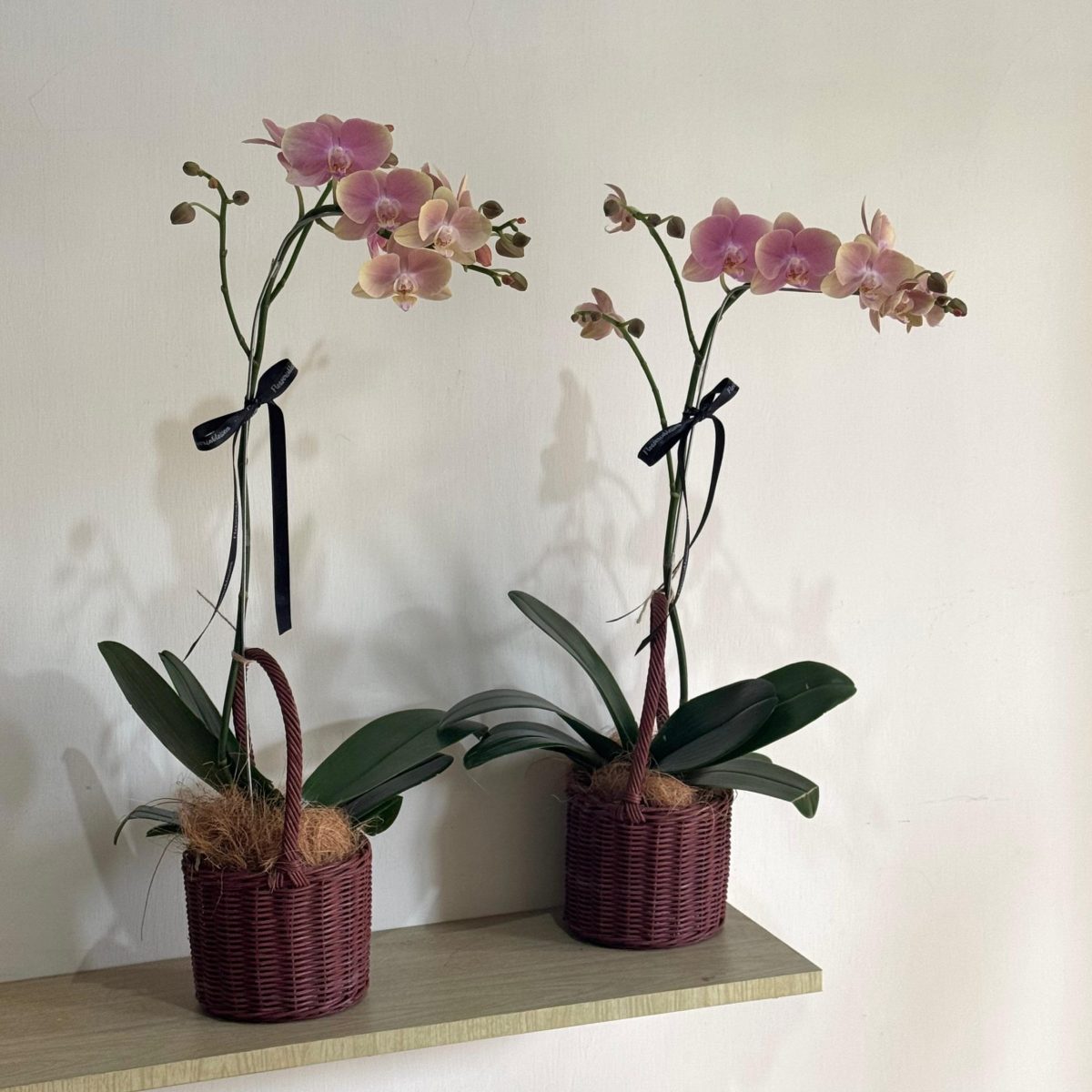 Orchid  (keranjang coklat) view 2