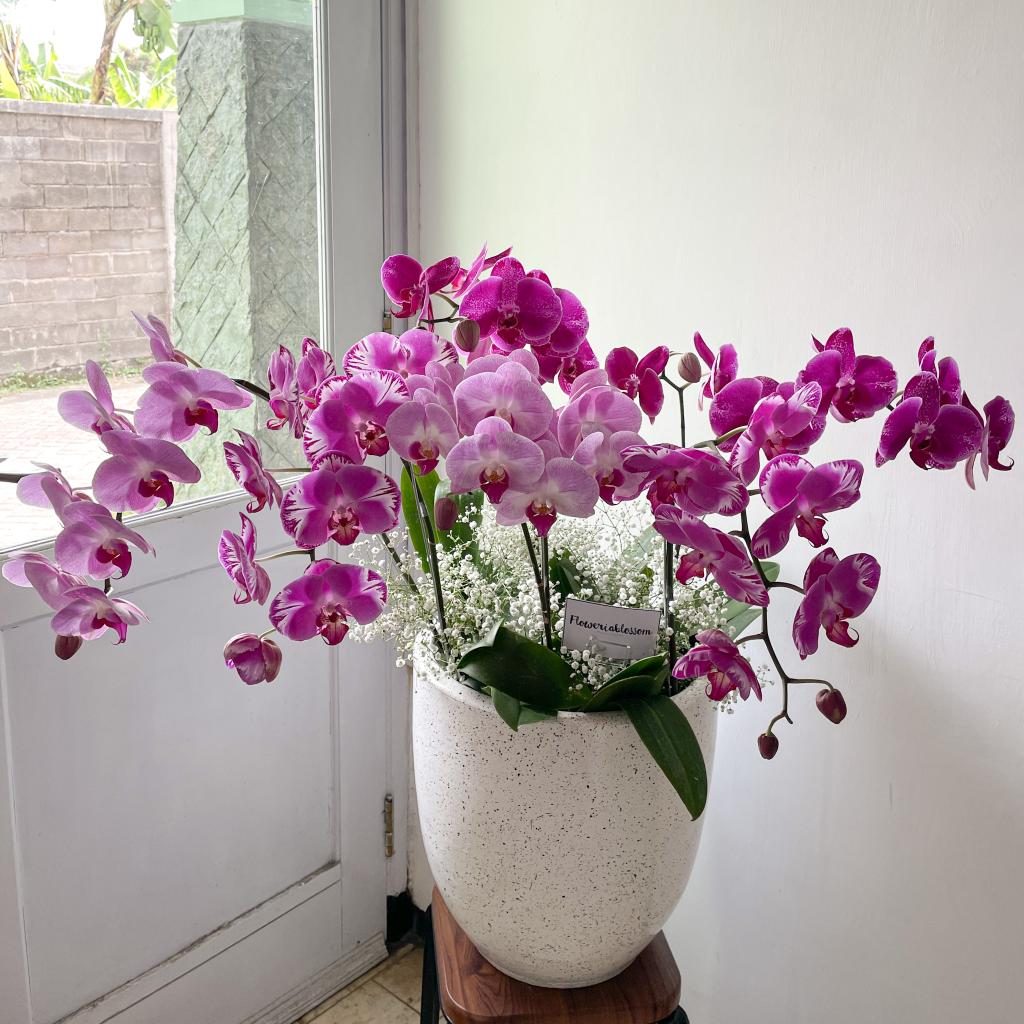 6 Stem of Orchid Plant with Baby's Breath bouquet