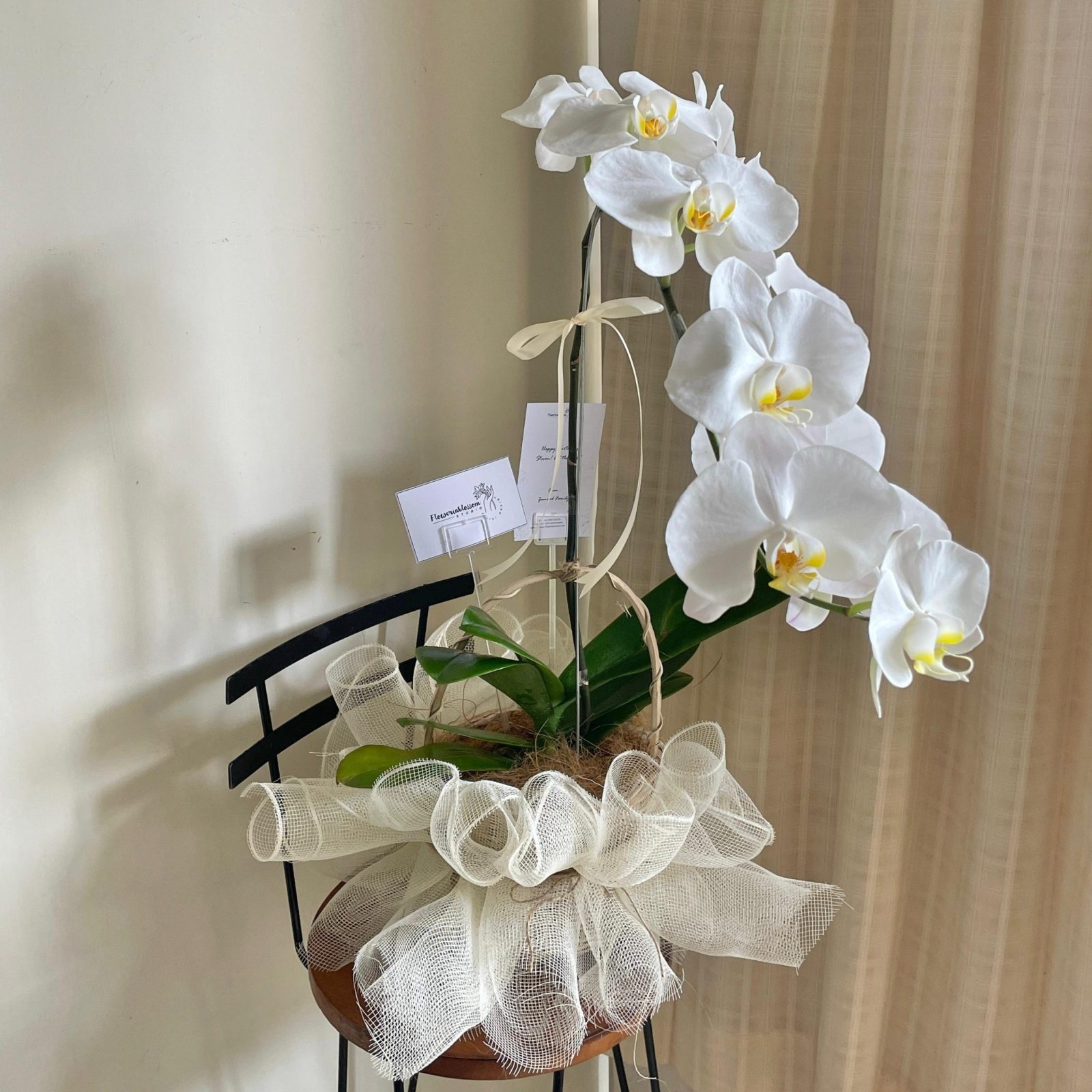 Orchid plant 1 stem (wrapped basket) bouquet