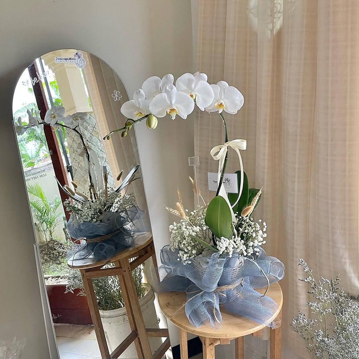 Orchid plant 1 stem (with Baby's Breath) bouquet