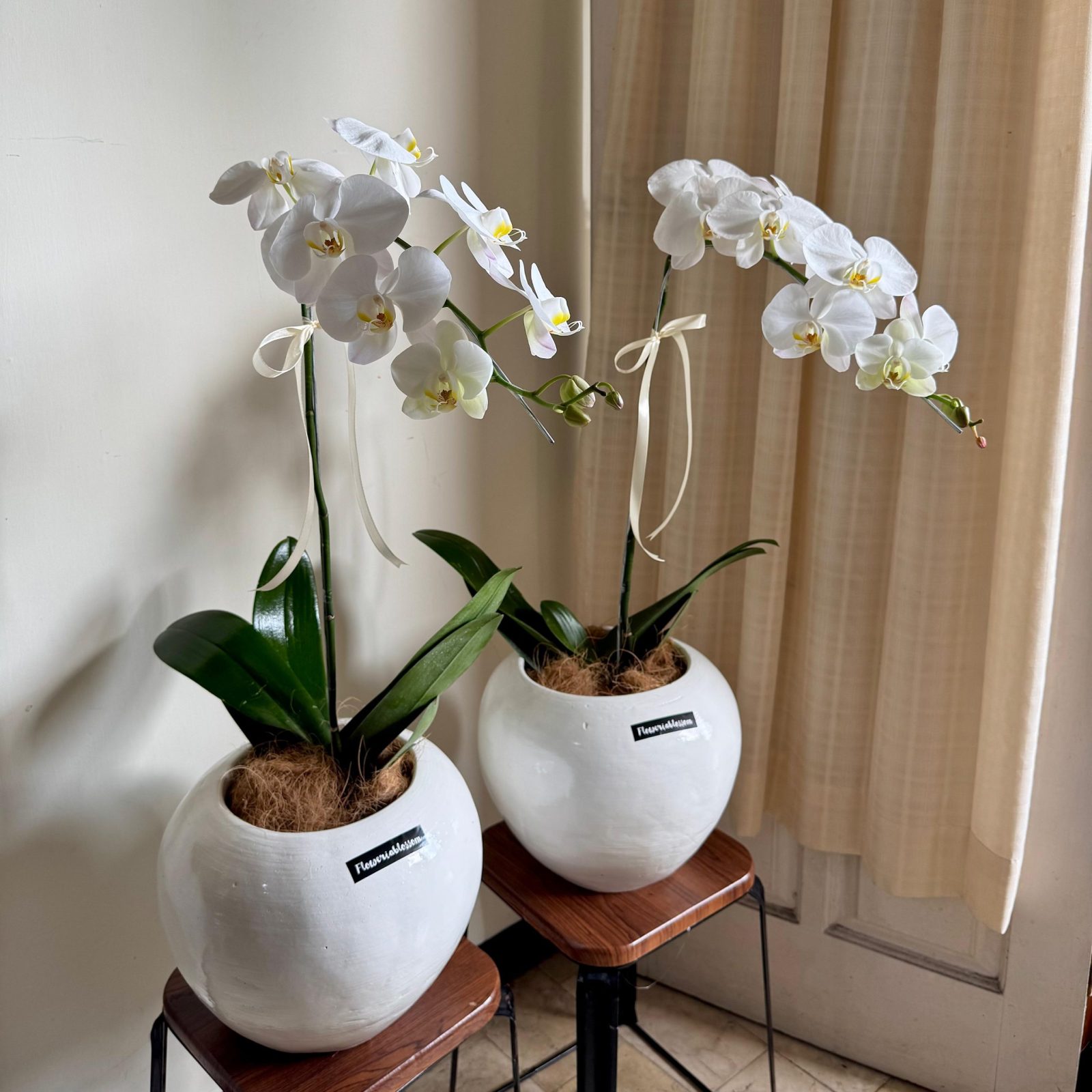 Orchid plant 1 stem bouquet