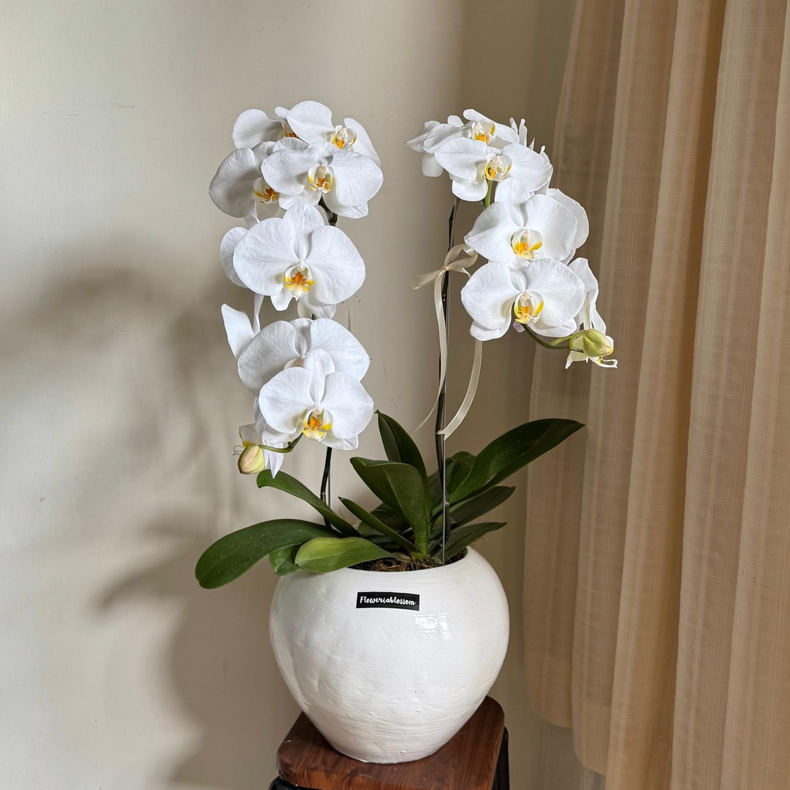 Orchid plant 2 stems bouquet