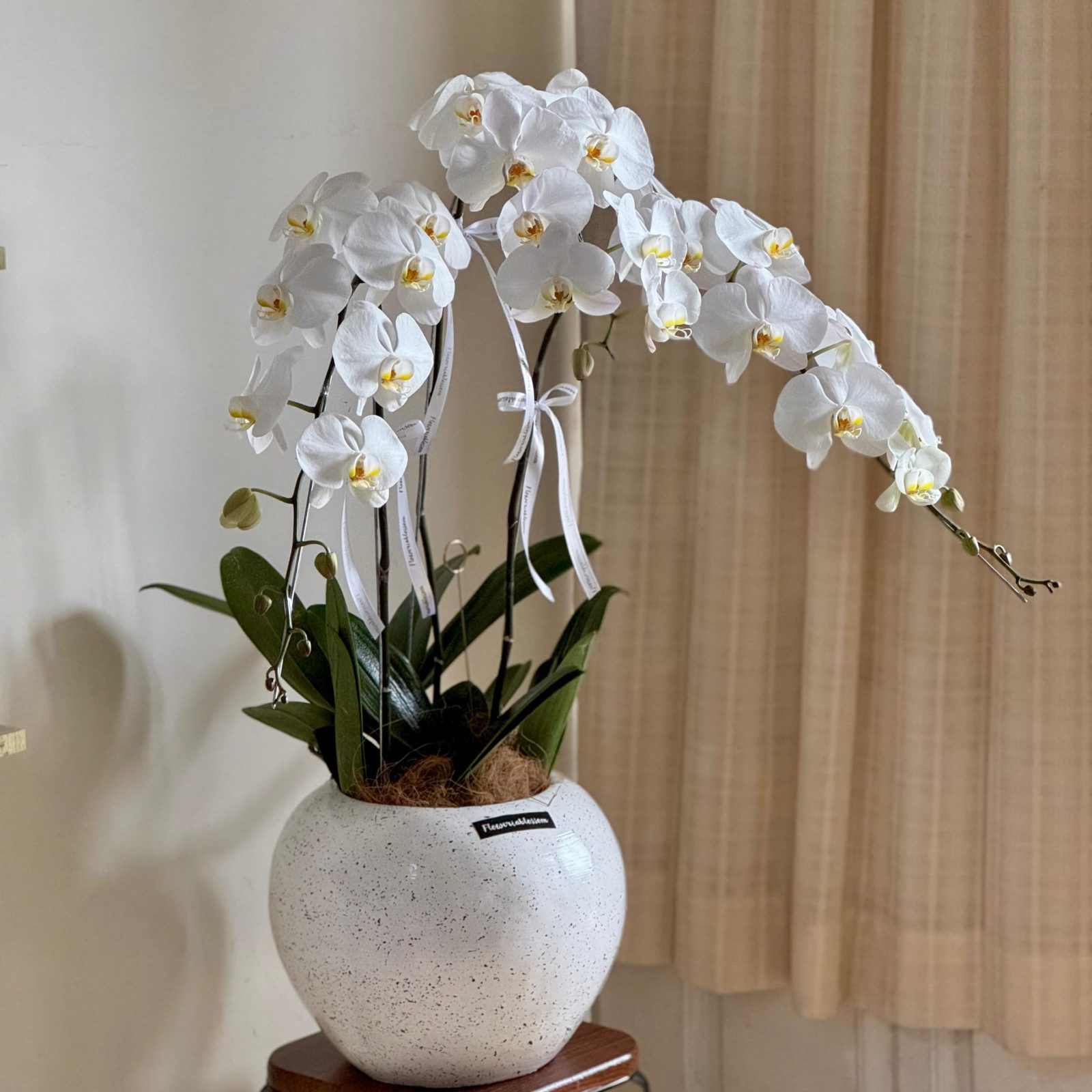 Orchid plant 3 stems bouquet