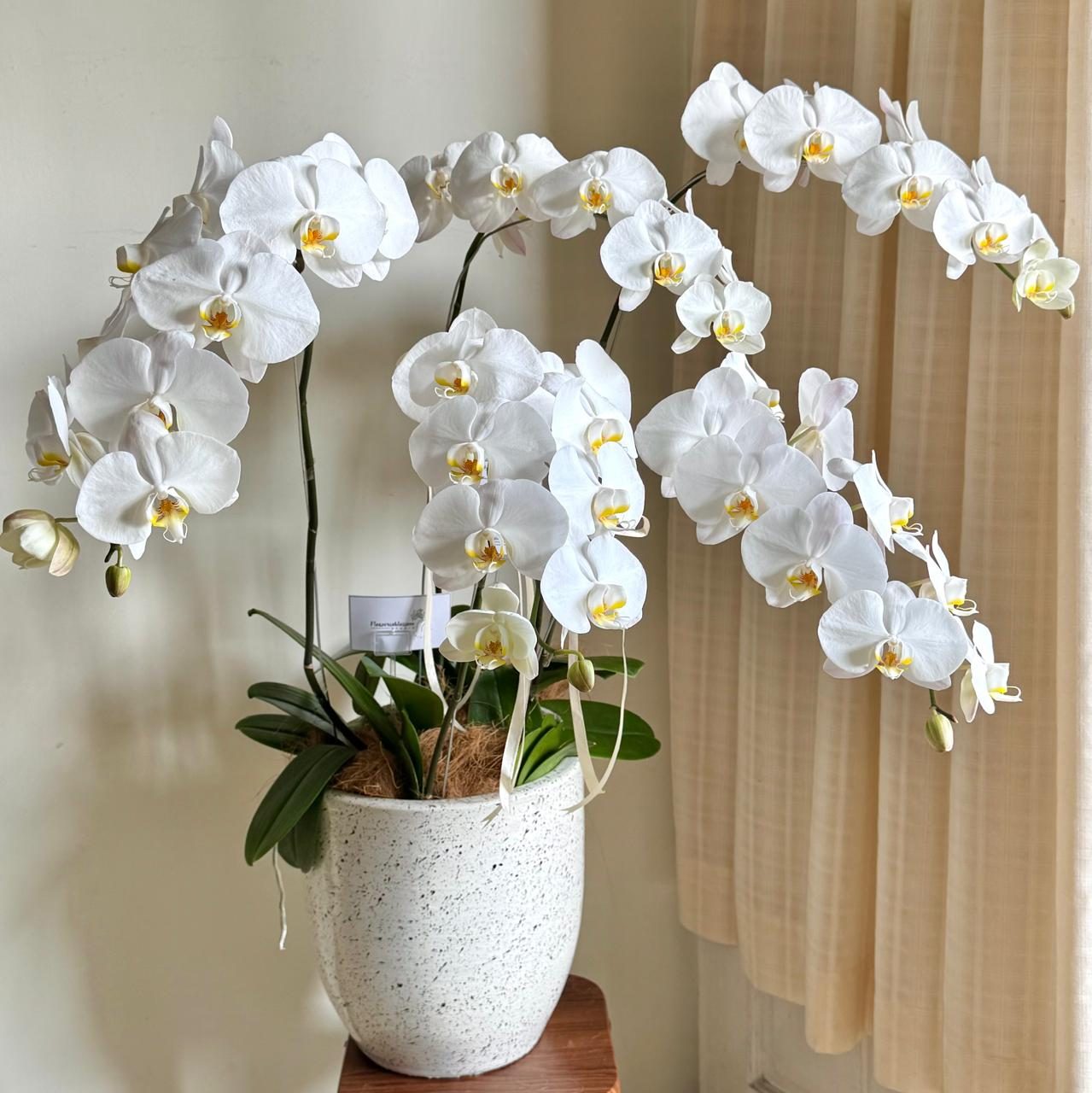 Orchid plant 5 stems bouquet